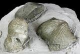 Pyrite Replaced Brachiopod (Paraspirifer) Fossils on Shale - Ohio #136660-3